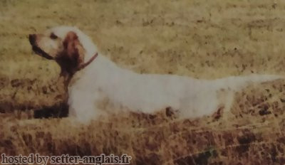 Setter Anglais JCHI Setter Anglais JCHI