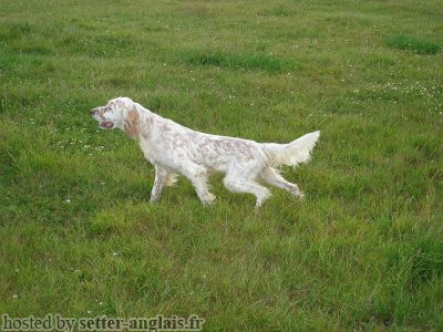 Setter Anglais EVA Setter Anglais EVA