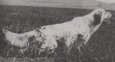 Setter Anglais ZORRO Setter Anglais ZORRO