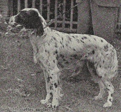 Setter Anglais BRIGA Setter Anglais BRIGA