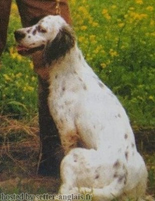 Setter Anglais ASTRA Setter Anglais ASTRA