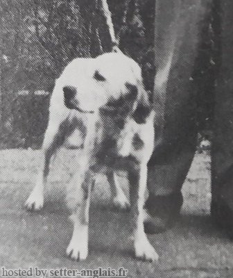 Setter Anglais ALA Setter Anglais ALA