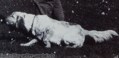 Setter Anglais PIRSO Setter Anglais PIRSO