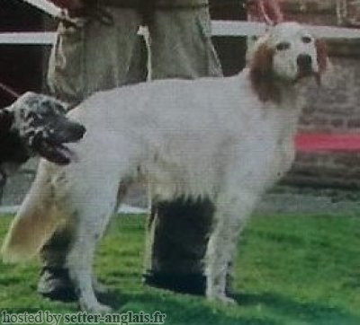 Setter Anglais GIL Setter Anglais GIL