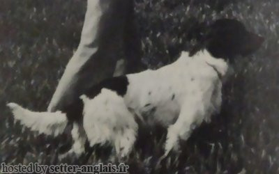 Setter Anglais NANI Setter Anglais NANI