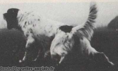 Setter Anglais PEG Setter Anglais PEG