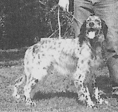 Setter Anglais DINGO Setter Anglais DINGO