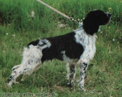 Setter Anglais ALI Setter Anglais ALI