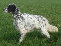 Setter Anglais MIRO Setter Anglais MIRO
