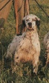 Setter Anglais ZAGO Setter Anglais ZAGO
