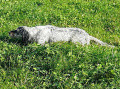 Setter Anglais JENA Setter Anglais JENA