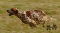 Setter Anglais VEGA Setter Anglais VEGA