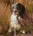 Setter Anglais GRACKEL Setter Anglais GRACKEL