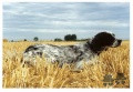 Setter Anglais OLAF Setter Anglais OLAF