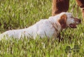 Setter Anglais FIERO Setter Anglais FIERO