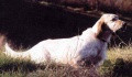 Setter Anglais ARNO Setter Anglais ARNO