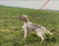 Setter Anglais DANTE Setter Anglais DANTE