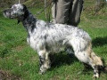 Setter Anglais ALY Setter Anglais ALY