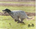 Setter Anglais PICASSO Setter Anglais PICASSO