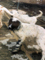 Setter Anglais ALA Setter Anglais ALA