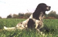 Setter Anglais ATOS Setter Anglais ATOS
