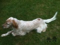Setter Anglais EOLE Setter Anglais EOLE
