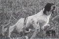 Setter Anglais BECKER Setter Anglais BECKER