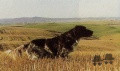 Setter Anglais NEGUS Setter Anglais NEGUS