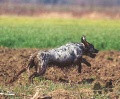 Setter Anglais ZIBEL Setter Anglais ZIBEL