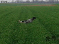 Setter Anglais VIOLA Setter Anglais VIOLA