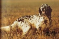 Setter Anglais BOI Setter Anglais BOI