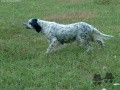 Setter Anglais OLIVE Setter Anglais OLIVE