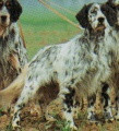 Setter Anglais ZERO Setter Anglais ZERO