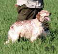 Setter Anglais TITO Setter Anglais TITO