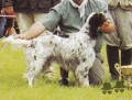 Setter Anglais LORKA Setter Anglais LORKA