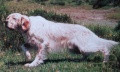 Setter Anglais PALU' Setter Anglais PALU'