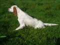 Setter Anglais COMTESSE Setter Anglais COMTESSE