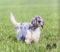 Setter Anglais BEETHOVEN Setter Anglais BEETHOVEN