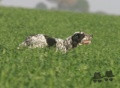 Setter Anglais TEX Setter Anglais TEX