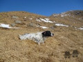 Setter Anglais BULL Setter Anglais BULL