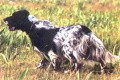 Setter Anglais DRACULA Setter Anglais DRACULA