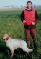 Setter Anglais RINGO Setter Anglais RINGO