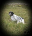 Setter Anglais OSCAR Setter Anglais OSCAR