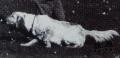 Setter Anglais PIRSO Setter Anglais PIRSO
