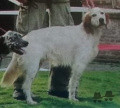 Setter Anglais GIL Setter Anglais GIL
