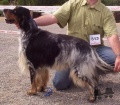 Setter Anglais MORO Setter Anglais MORO