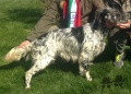 Setter Anglais NATAN Setter Anglais NATAN