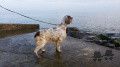 Setter Anglais QUATTA Setter Anglais QUATTA