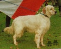 Setter Anglais ECHO Setter Anglais ECHO
