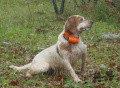 Setter Anglais CASSIA Setter Anglais CASSIA